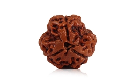 Natural 3 Mukhi Nepali Rudraksha